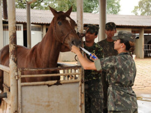 vet-exercito-brasileiro