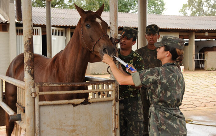 vet-exercito-brasileiro